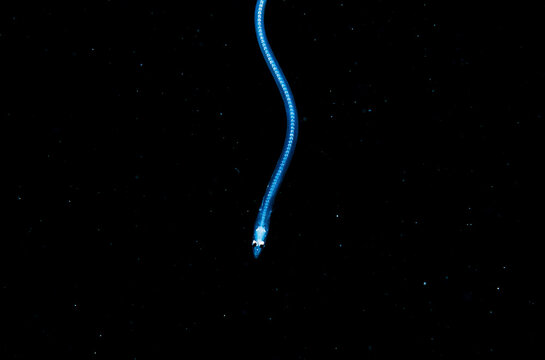 Larval Moray Eel Backbone