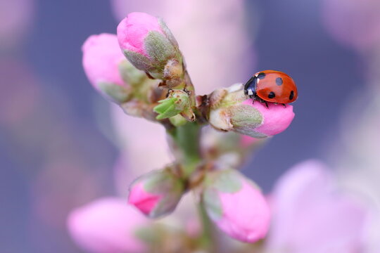 Ladybird on peachblossom