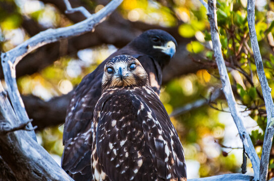 Two Galapagos Hawks