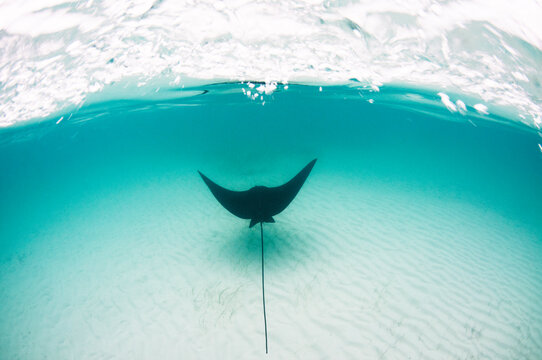 Eagle Ray Exit