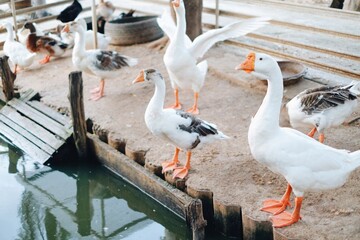 Obraz premium Group of goose life in the farm.