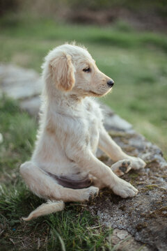 Dog on the grass