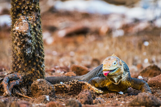 Galapagos Tongue