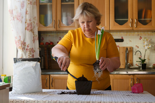Mature woman replanting flower in kitchen