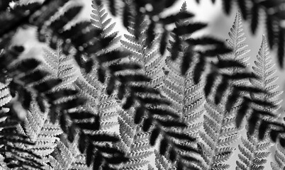 Looking up through a tree fern