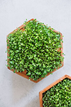 Arugula sprouts