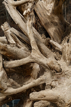 Old tree trunk and roots