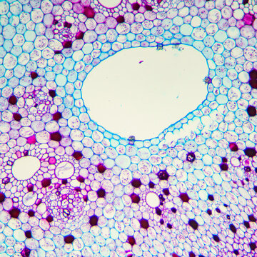 plant cells of lotus stem