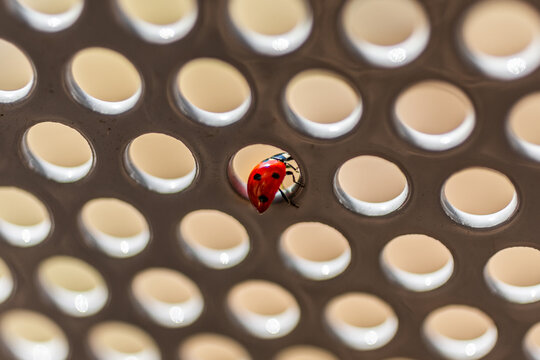 Ladybug