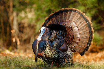 Wild Turkey