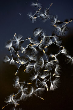 Dandelion seeds floating on the water of a pond