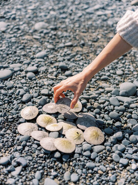 Hand reaching for sand dollars