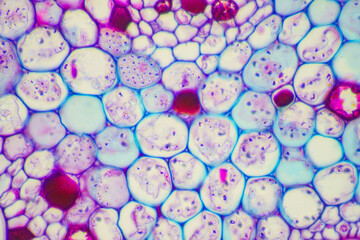 plant cells of lotus stem