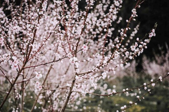 Photos I captured during the peak of spring. 