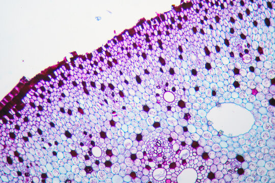plant cells of lotus stem