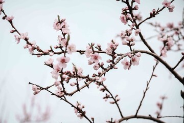 Photos I captured during the peak of spring. 