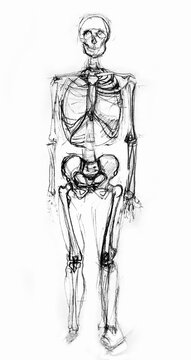 Drawing of a skeleton