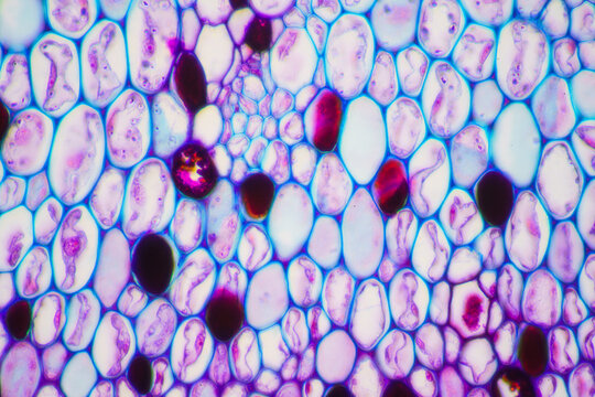 plant cells of lotus stem