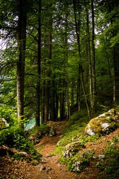 Beautiful green forest