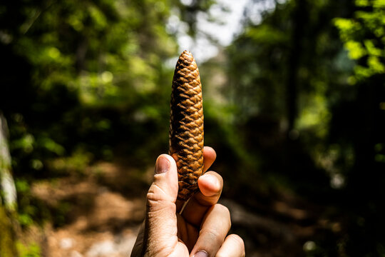 Man holding a pine cone