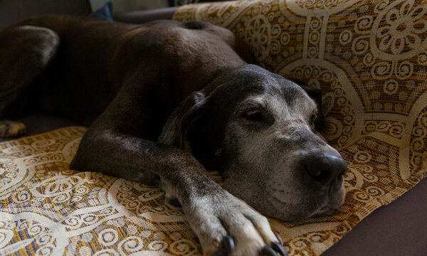 Large dog sleeping on sofa