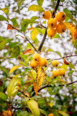 Apples of Paradise tree with ripe fruits in autumn. Close up.