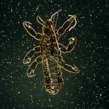 human flea Pediculus humanus bug