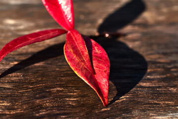 Autumnal red leaves, fallen on the wooden bench in a park