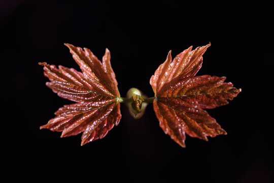 Looking down on unfolding maple foliage