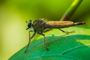 fly