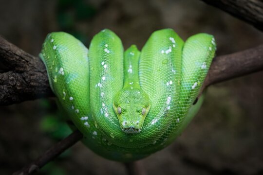 Green Tree Python (Chondropython viridis) on a branch, captive