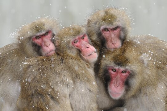 Portrait of Japanese macaque cuddling each other during snowfall in winter