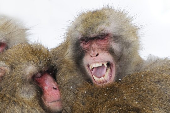 Japanese macaques (Macaca fuscata)