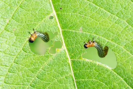 Caterpillars of Willow sawfly (Nematus salicis), eating leaves of a Willow (leaf), Lower Saxony, Germany, Europe