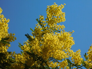 Mimosa, or Acacia dealbata tree branch, with bright yellow flowers in full bloom