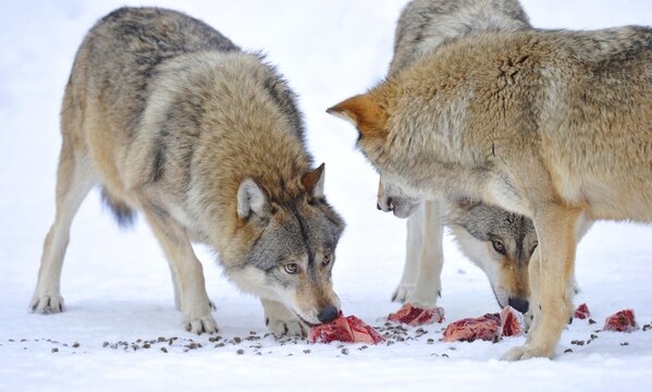 Mackenzie valley wolves, Canadian timber wolves (Canis lupus occidentalis) in the snow, eating meat