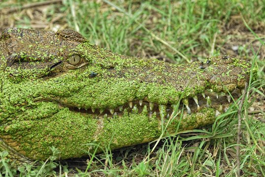 Saltwater crocodile or Estuarine crocodile (Crocodylus porosus), head covered in Duckweed (Lemna minor), Billabong Sanctuary, Townsville, Queensland, Australia, Oceania