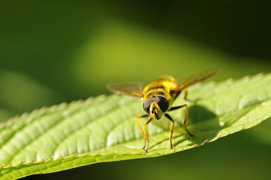 Hoverfly (Myathropa florea)