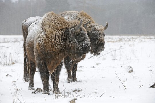 European bisons (Bison bonasus), in a heavy snowstorm