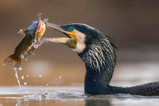 Great cormorant (Phalacrocorax carbo) Portrait, breeding plumage, with pygmy catfish as prey, fishing, Kiskunsag National Park, Hungary, Europe