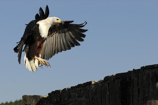 Bald Eagle (Haliaeetus leucocephalus) approaching to land