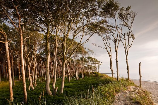 Coastal forest, Westrand Darss, Western Pomerania Lagoon Area National Park, Mecklenburg-Western Pomerania, Germany, Europe