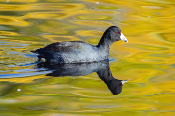 American Coot (Fulica americana) swimming on golden water