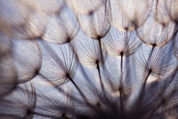 Low angle view of dandelion flowers against sky