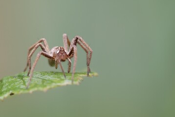 Fishing spider, raft spider, dock spider or wharf spider (Dolomedes spec.) on leaf