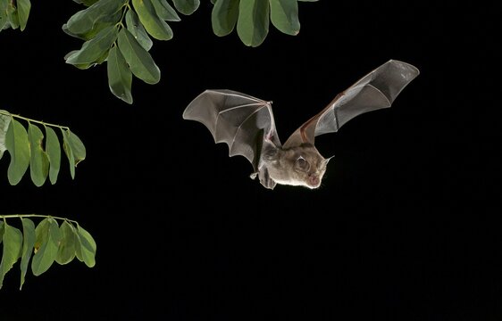 Greater Horseshoe Bat (Rhinolophus ferrumequinum)