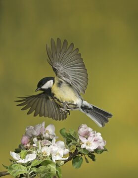 Great tit (Parus major) in flight