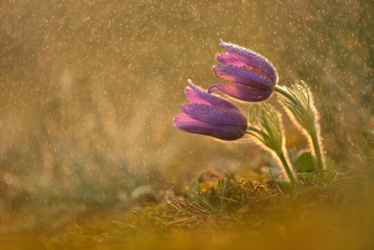 Common Pasque Flower or Dane's Blood (Pulsatilla vulgaris) in drizzling rain, Saxony-Anhalt, Germany, Europe