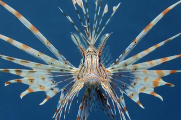 Commen Lionfish (Ptrois volitans) aggressive, head-on, symmetric, in blue sea water, Hashemite Kingdom of Jordan, Red Sea, Western Asia
