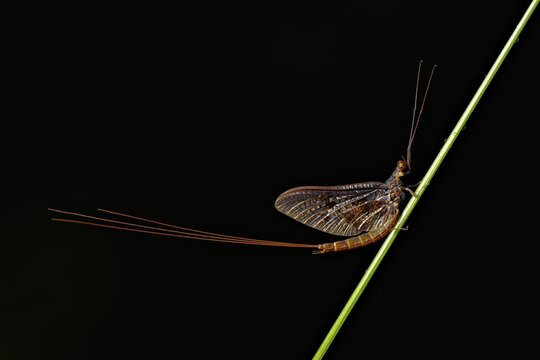 Mayfly (Ephemeroptera)